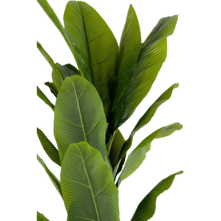 Biçiçek Muz Ağacı 200cm 2
