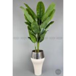 Biçiçek 220cm Starliçe Bitkisi 3