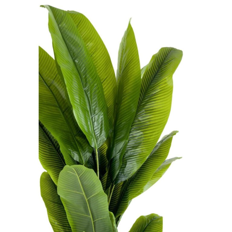 Biçiçek Muz Ağacı 200cm 2