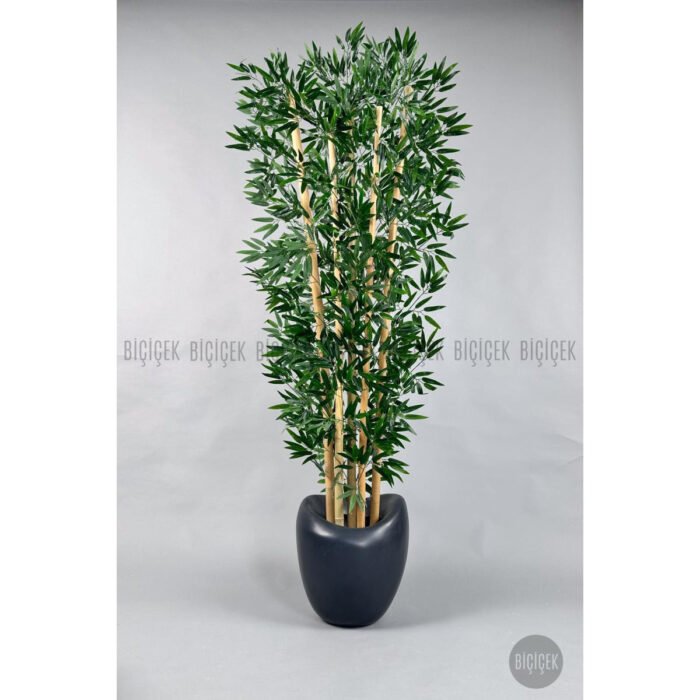 Biçiçek Zen Bambu Ağacı 3