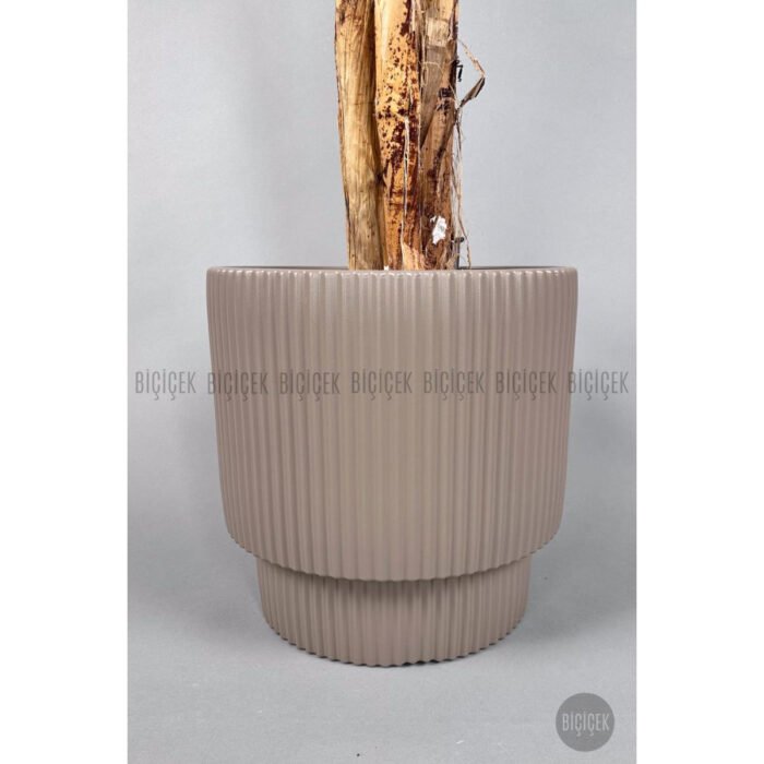 Biçiçek Areka Ağacı 220-240 3