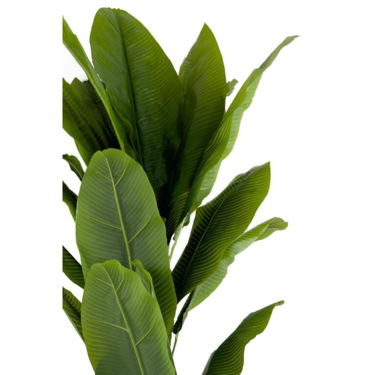 Biçiçek Muz Ağacı 200cm 2