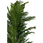 Biçiçek Areka Palmiyesi 170cm 5