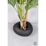 Biçiçek Areka Ağacı 220-240 4