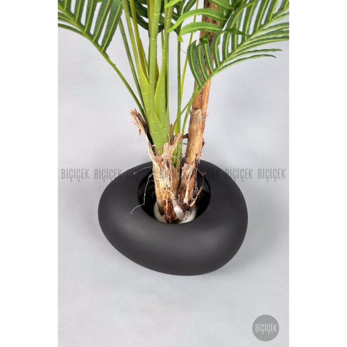 Biçiçek Areka Ağacı 220-240 4