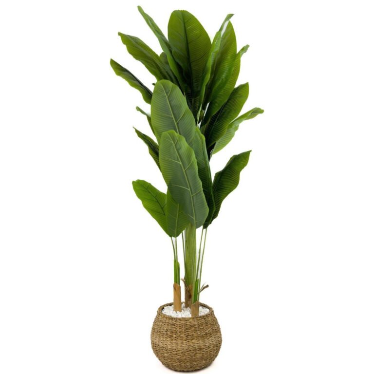 Biçiçek Muz Ağacı 170cm