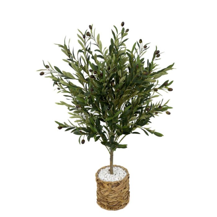 Biçiçek Zeytin Ağacı 100 2
