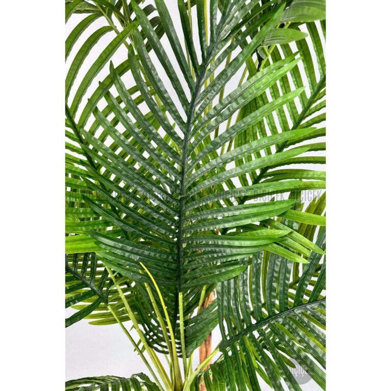 Biçiçek Areka Ağacı 220-240 2