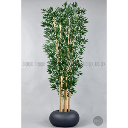 Biçiçek Zen Bambu Ağacı