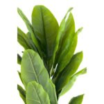 Biçiçek Muz Ağacı 170cm 4