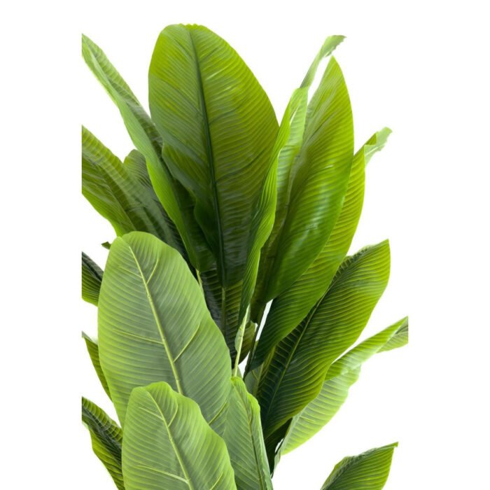 Biçiçek Muz Ağacı 170cm 4