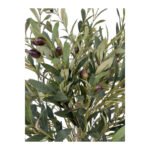 Biçiçek Zeytin Ağacı 100 3