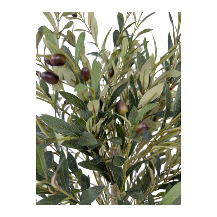 Biçiçek Zeytin Ağacı 100 3