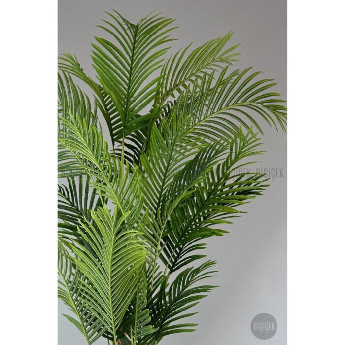 Biçiçek Areka Palmiyesi 250 3