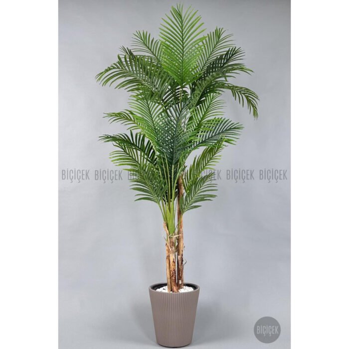 Biçiçek Areka Ağacı 220-240 4