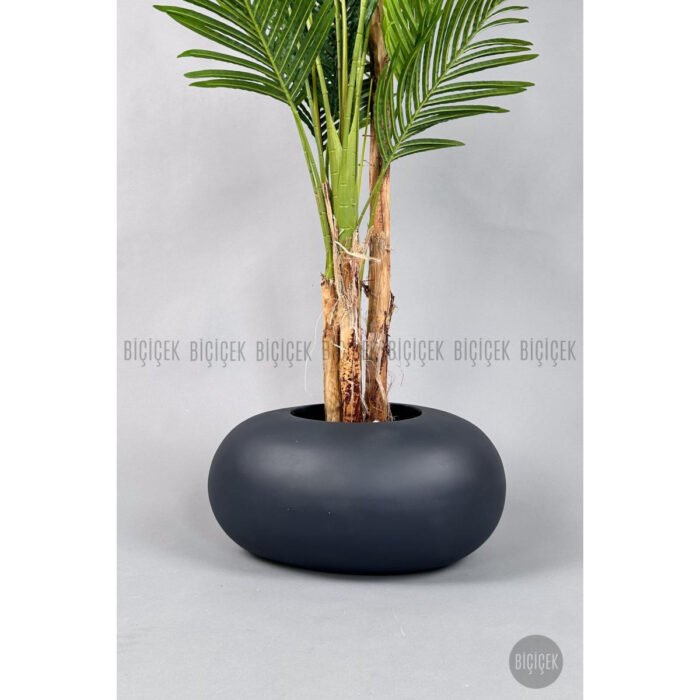 Biçiçek Areka Ağacı 220-240 5