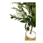 Biçiçek Zeytin Ağacı 100 4