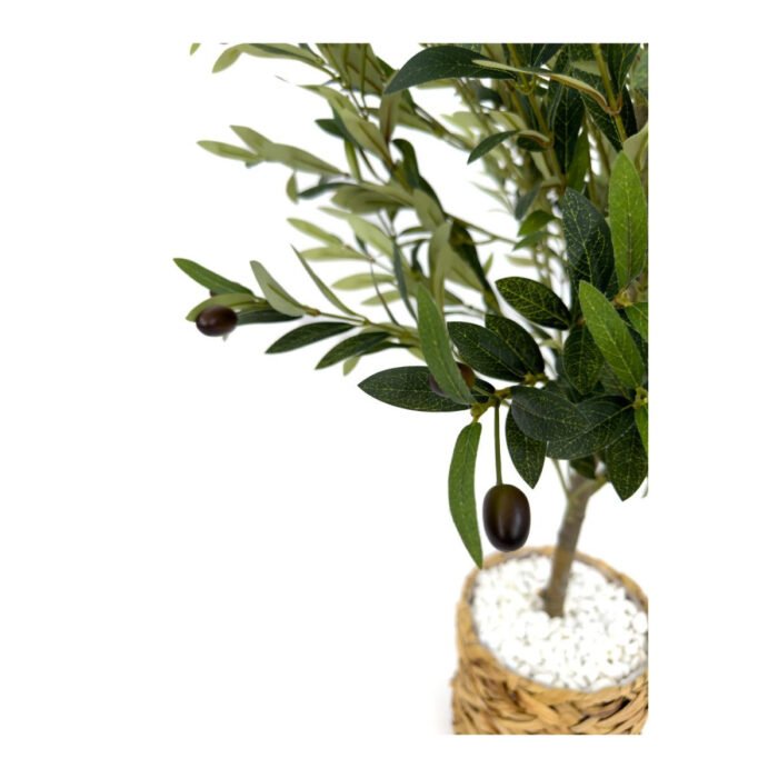 Biçiçek Zeytin Ağacı 100 4
