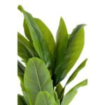 Biçiçek Muz Ağacı 200cm 5