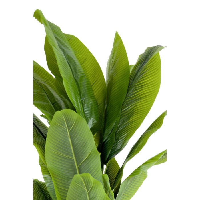Biçiçek Muz Ağacı 200cm 5