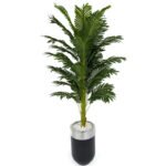 Biçiçek Areka Palmiyesi 170cm 3