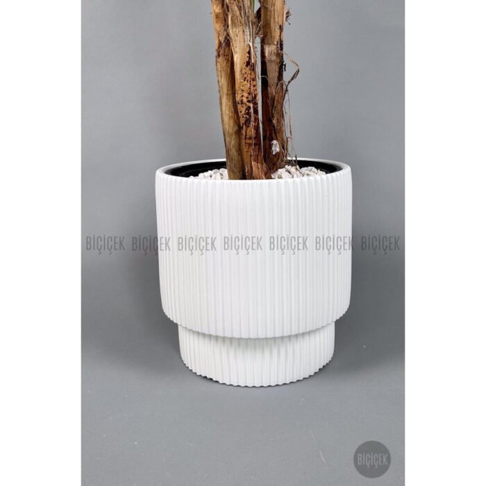 Biçiçek Areka Ağacı 220-240 5