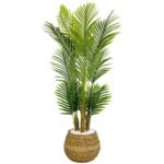 Biçiçek Areka Palmiyesi 130cm 3