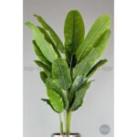 Biçiçek 220cm Starliçe Bitkisi 4