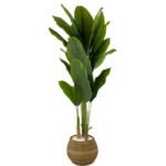 Biçiçek Muz Ağacı 170cm 5