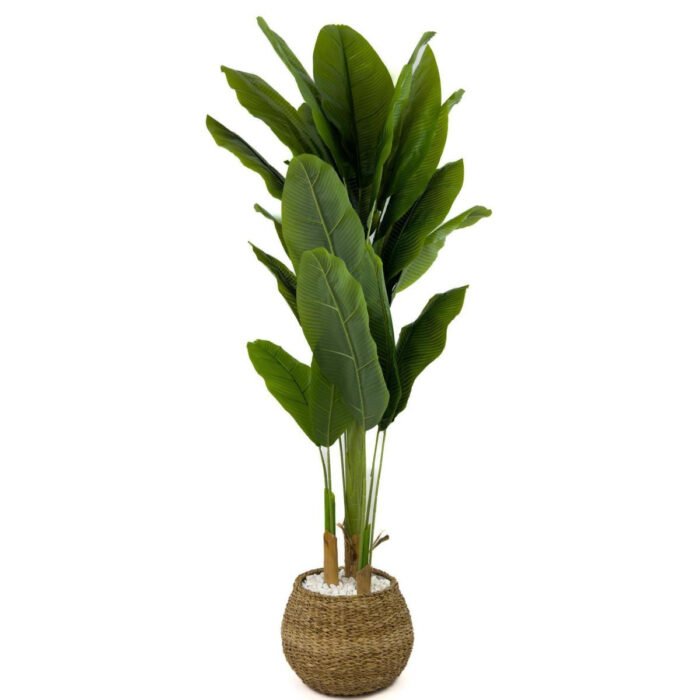 Biçiçek Muz Ağacı 170cm 5