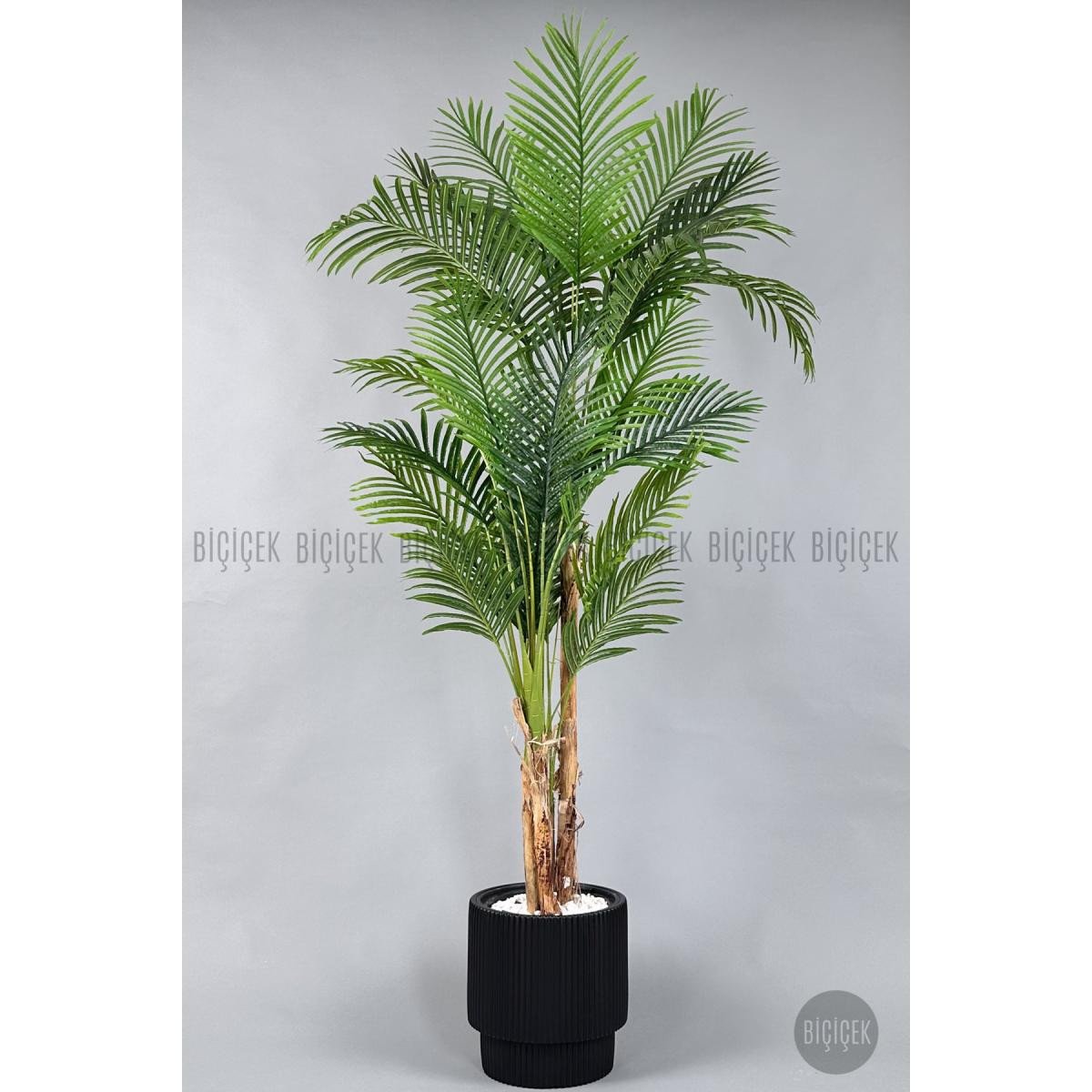 bd60245705b2af9506bb-0 Biçiçek Areka Ağacı 220-240