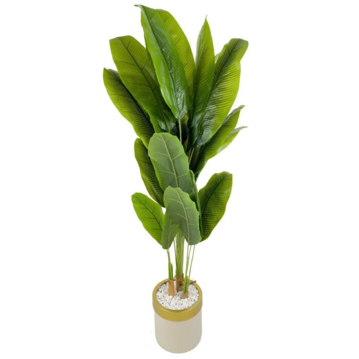 Biçiçek Muz Ağacı 200cm 6