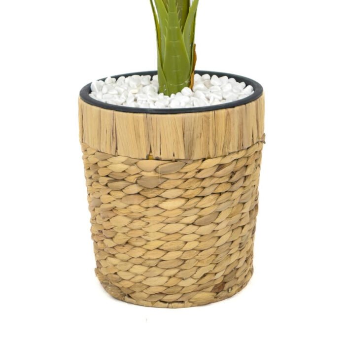 Biçiçek Areka Palmiyesi 140cm 5