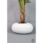 Biçiçek Areka Ağacı 220-240 6