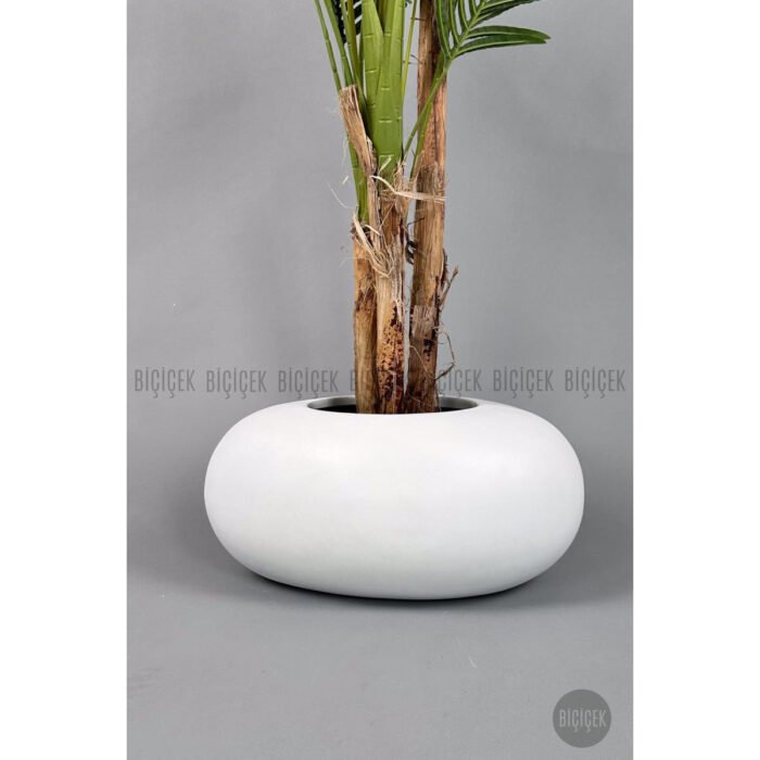 Biçiçek Areka Ağacı 220-240 6