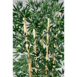 Biçiçek Zen Bambu Ağacı 6