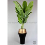 Biçiçek 220cm Starliçe Bitkisi 6