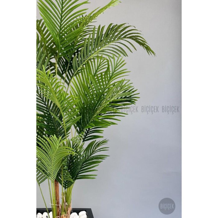 Biçiçek Areka Palmiyesi 220 6