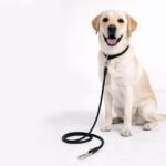 Bloominbag Polypropylene Rope Leash 2