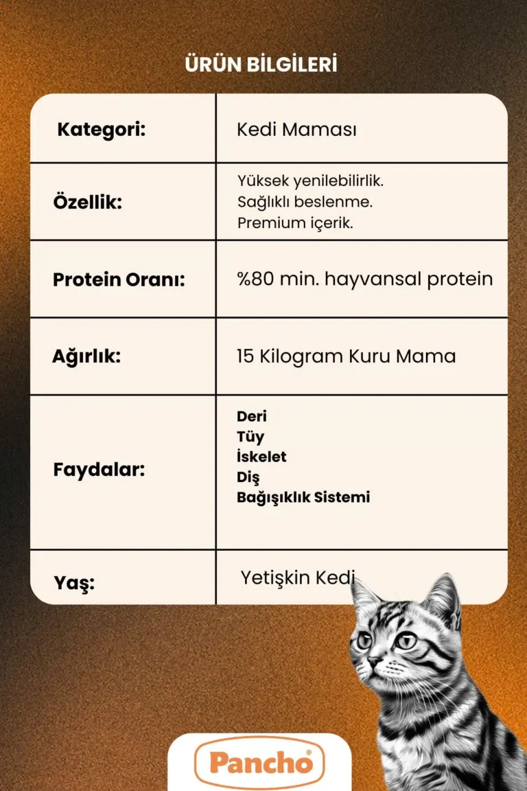 PANCHO RENKLİ YETİŞKİN KEDİ 2