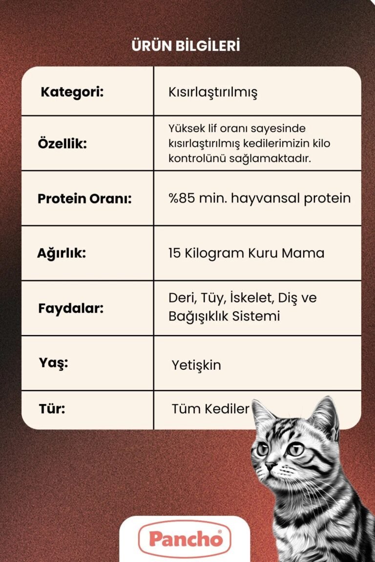 PANCHO KISIR YETİŞKİN KEDİ 2