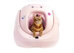 Catlink BayMax Sakura Yapay