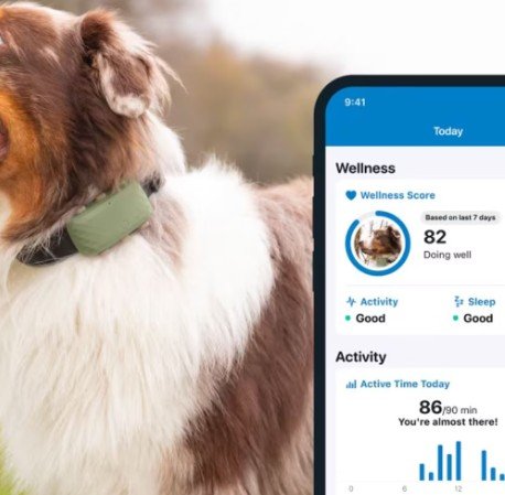 Tractive GPS XL Köpek 2
