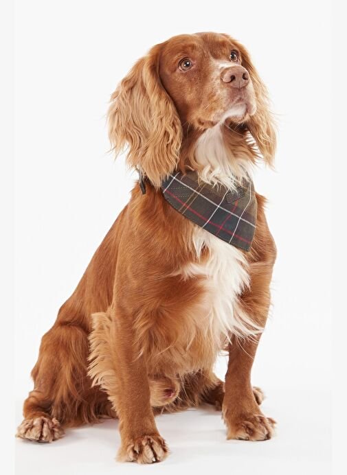 Barbour Tartan Köpek Bandanası