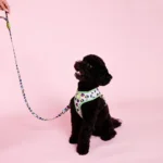 DOG.İST Cheetah Premium Köpek 2