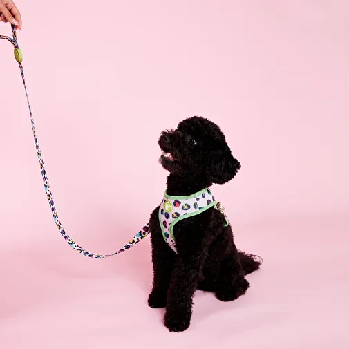 DOG.İST Cheetah Premium Köpek 2
