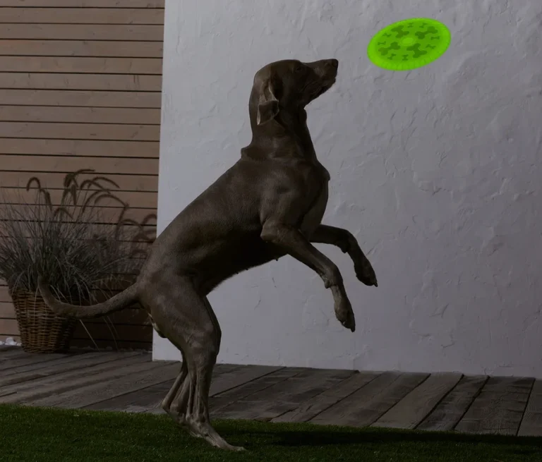 Köpek Frizbisi - Dayanıklı