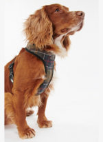 Barbour Tartan Köpek Göğüs 3
