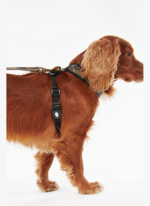 Barbour Tartan Köpek Göğüs 4