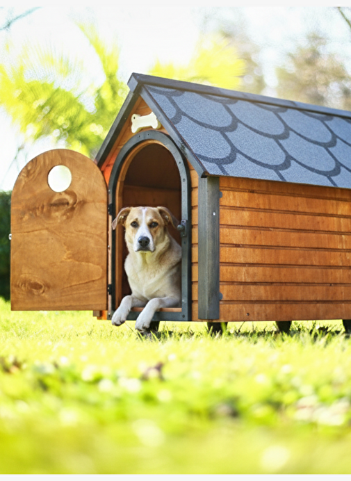 Mandu Ahşap Köpek Kulübesi 2